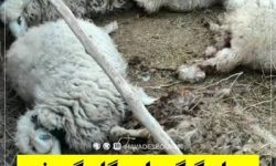 حمله گرگ به گله گوسفندان در بوکان؛ ۳۰ رأس دام تلف شدند